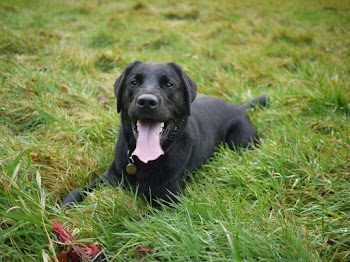 Black Short Coated Dog Lying on Grass Lawn