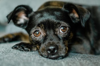 Black Short-coated Puppy Lying on Gray Textile