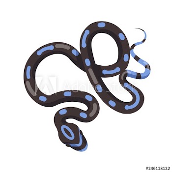 Black snake with blue patches isolated on white background