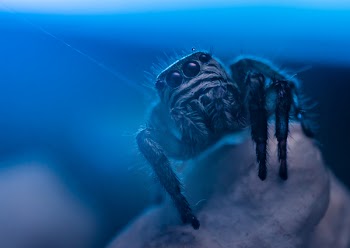 Black Spider
