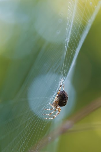 Black Spider
