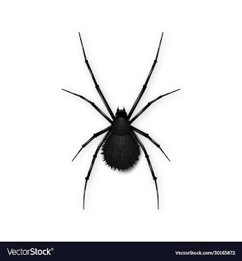 black spider