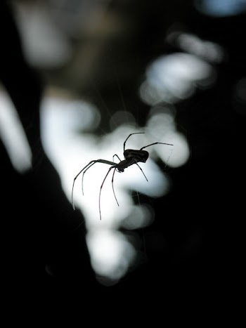 Black Spider Hanging on Web