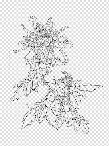 Black spider mums flower art, Gongbi Manual of the Mustard Seed Garden Painting Chrysanthemum China, Chrysanthemum line drawing transparent background PNG clipart