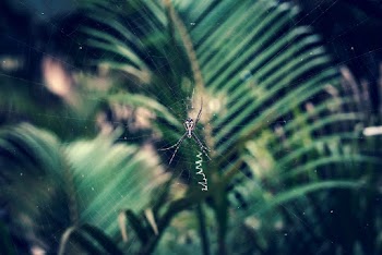 Black spider on a spider web