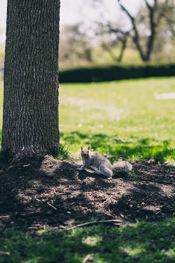 Black Squirrel