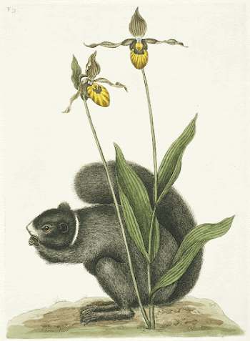 Black Squirrel (1731&ndash;1743) in high | Free Photo - rawpixel