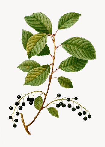 Black St. Lucie cherries | Free stock vector - 568803