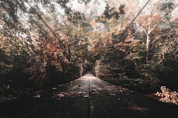 black steel cable bridge near trees at daytime