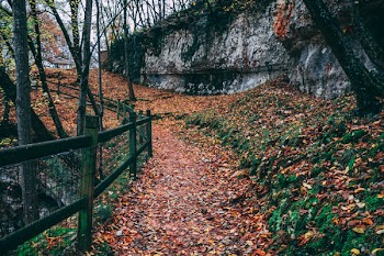 Black Steel Fence With Brown Leaves Under