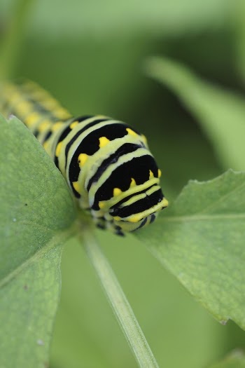 Black swallowtail caterpillar background. Free | Free Photo - rawpixel