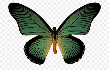 Black swallowtail Swallowtail butterfly Ulysses butterfly Old world swallowtail Stock photography - borboletas border 