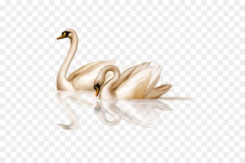 Black swan Bird Clip art - swan 