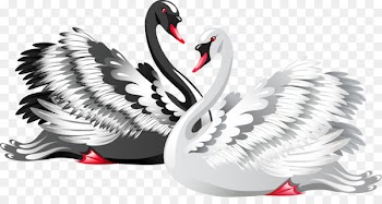 Black swan Bird Drawing Clip art - Black and White Swan 