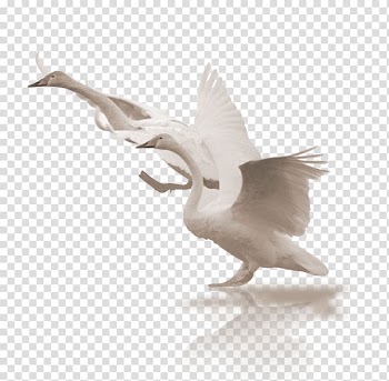 Black swan Bird, White Swan transparent background PNG clipart