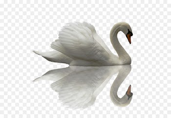 Black swan Chinese dragon Cygnini - Beautiful swan 