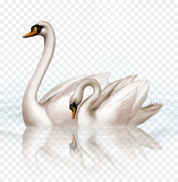 Black swan Clip art - swan 