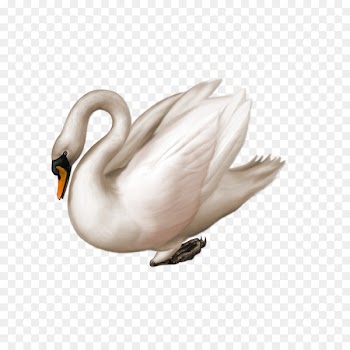 Black swan Drawing Clip art - Animals White Swan 