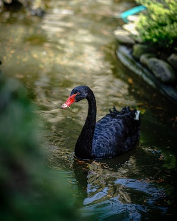 Black Swan In Water