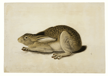 Black-Tailed Hare (1841) painting in high | Free Photo - rawpixel