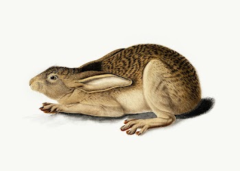 Black-Tailed Hare (1841) painting in high… | Free public domain illustration