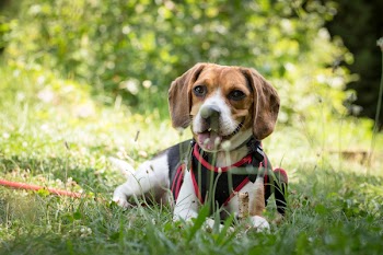 Black, Tan, and White Beagle With Harness on Grass
