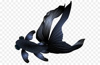 Black Telescope Angelfish - Black Goldfish PNG Transparent Clip Art Image 