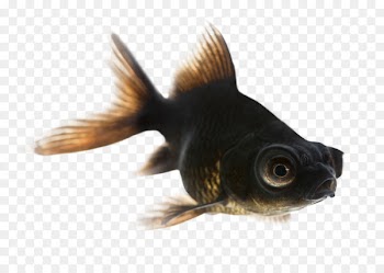 Black Telescope Fantail Common goldfish Comet Shubunkin - nine fish 