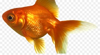 Black Telescope Koi Ryukin Oranda Comet - starvation background 