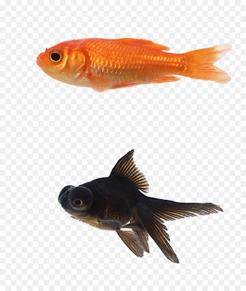 Black Telescope Siamese fighting fish Aquarium - 3d animal cartoon animals,Goldfish blackfish 