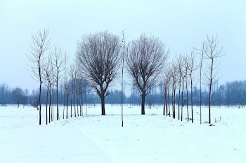 black tree