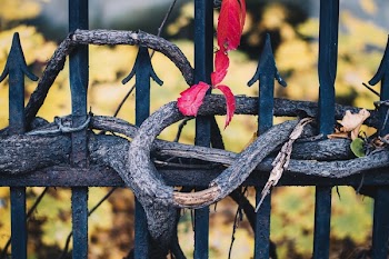 Black Tree Branch