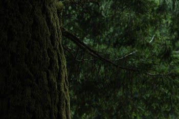 Black Tree Branch