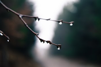 Black Tree Branch