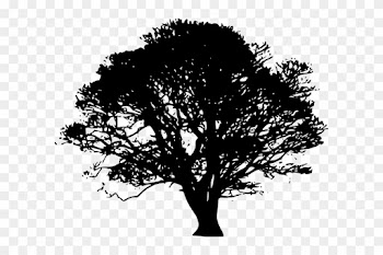 Black Tree Silhouette Clip Art At Clker Com Vector - Fig Tree Silhouette