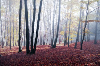 Black Trees