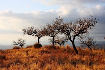 black trees on brown grass field under white cloudy sky at daytime