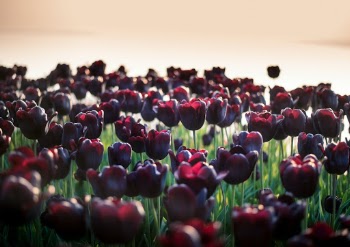 Black Tulips at the Lake Garda, Italy