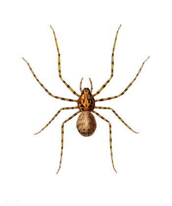 Black tunnelweb spider (Mygale quoyi) illustr.. | Free stock vector - 467235