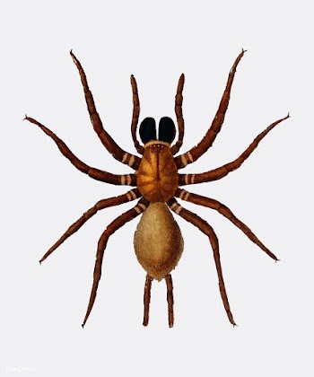 Black tunnelweb spider (Mygale quoyi) illustr.. | Free stock vector - 467298