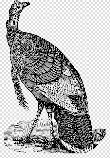 Black turkey Thanksgiving Turkey meat , turkey bird transparent background PNG clipart