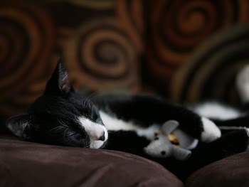 Black Tuxedo Cat Sleeping on Sofa