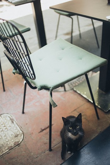 Black Tuxedo Cat Under Green Padded Metal Chair
