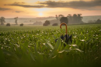 Black Umbrella on Corn Field during Golden Hour