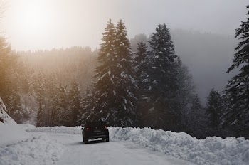 Black Vehicle Near Trees