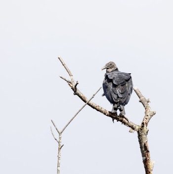Black vulture. Free public domain | Free Photo - rawpixel