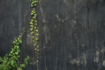 Black wall with a branch of ivy.
