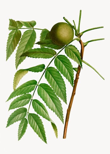 Black walnut tree branch | Free stock vector - 568494