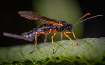 Black Wasp Perched on Green Leaf Closeup Photography