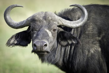 Black Water Buffalo